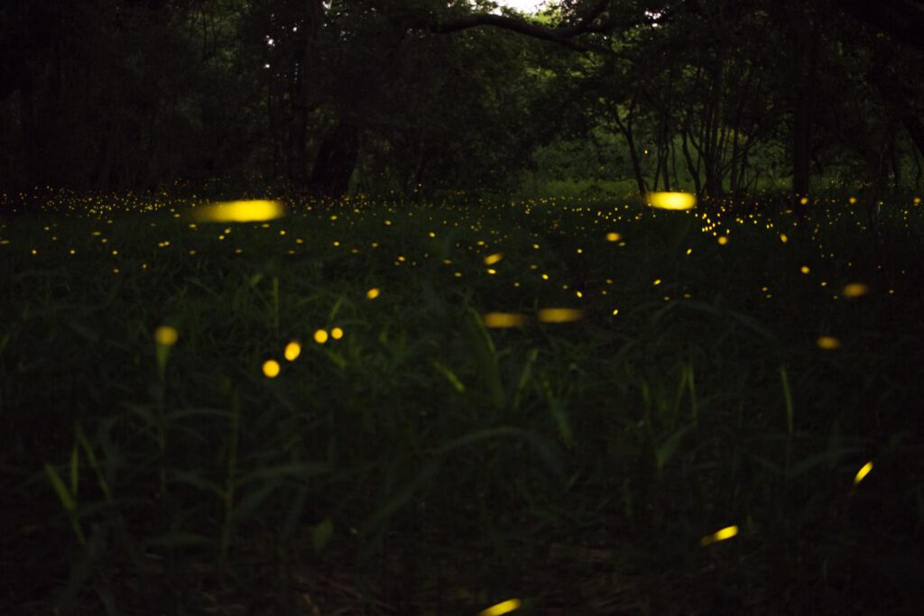 fireflies over a field in the dark