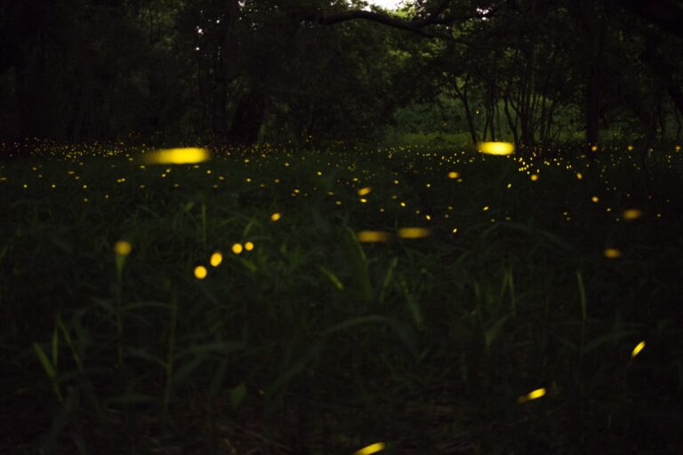 fireflies over a field in the dark