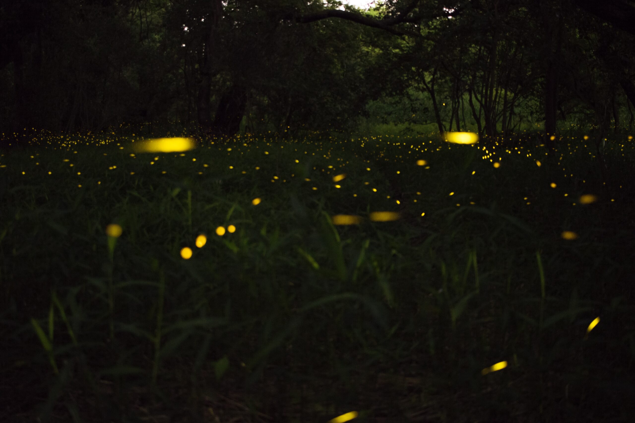 fireflies over a field in the dark