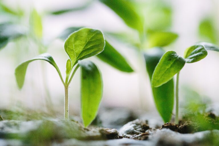 plants sprouting from the ground