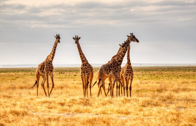 five giraffes standing on an open plain in Kenya