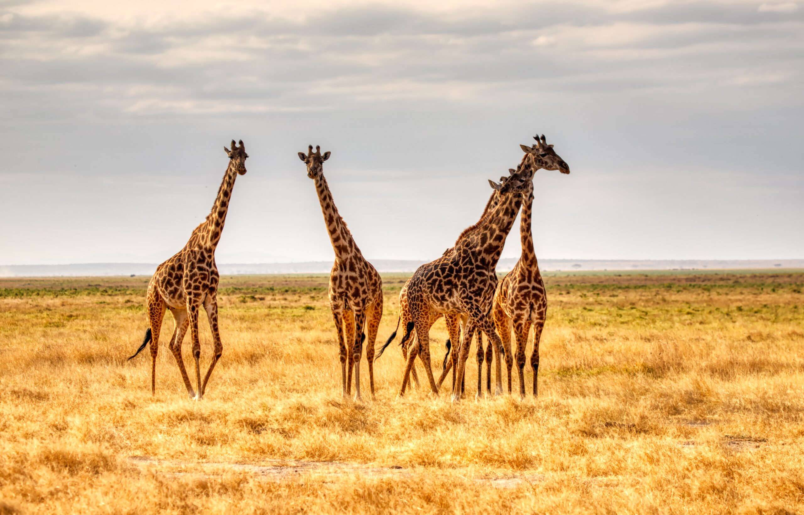 five giraffes standing on an open plain in Kenya